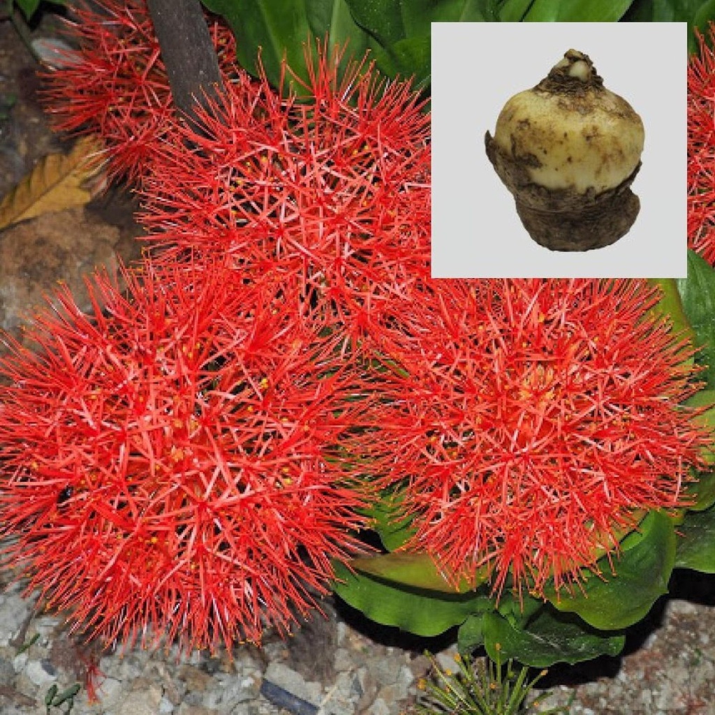 [TBSSS370] Football Lily Flower Bulbs (Set of 5)
