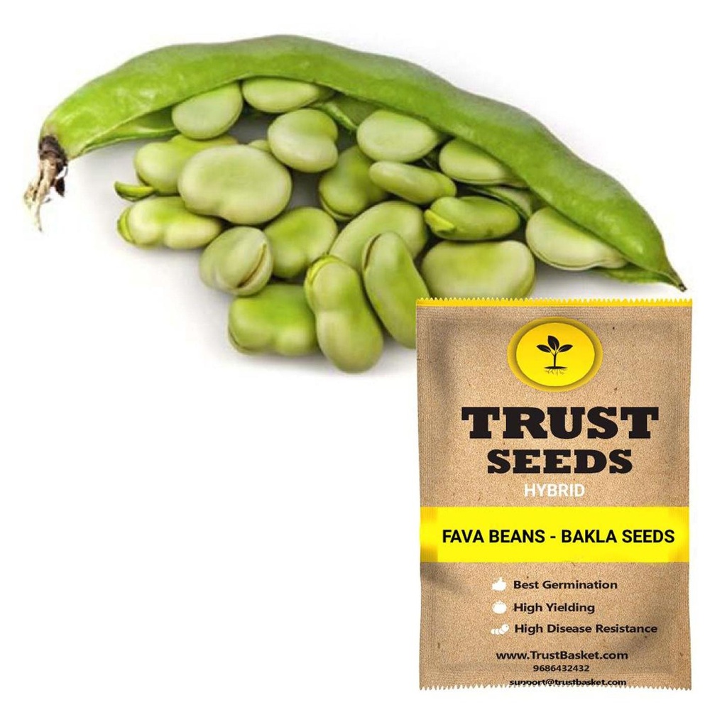 [SDHYVG1028] Fava Beans - Bakla Seeds (Hybrid)
