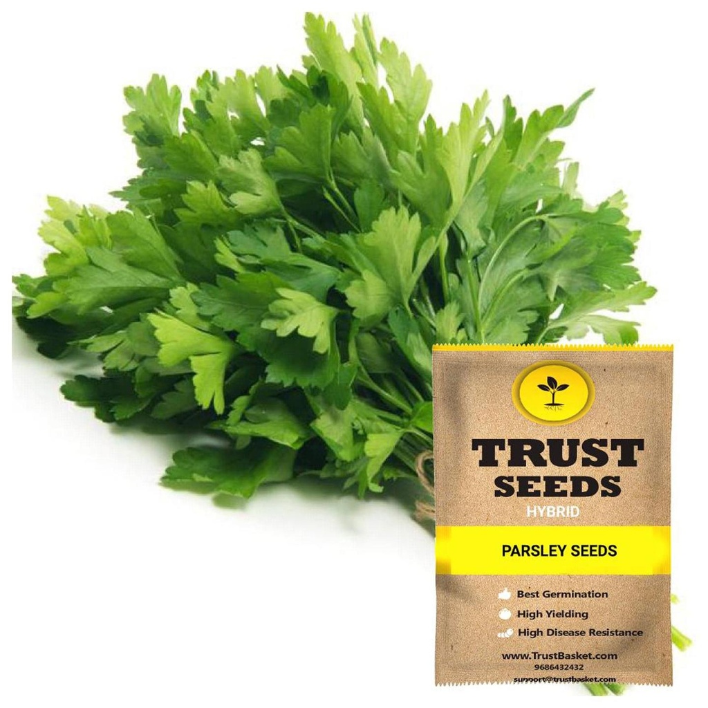 [SDHYGR5015] Parsley Seeds (Hybrid)