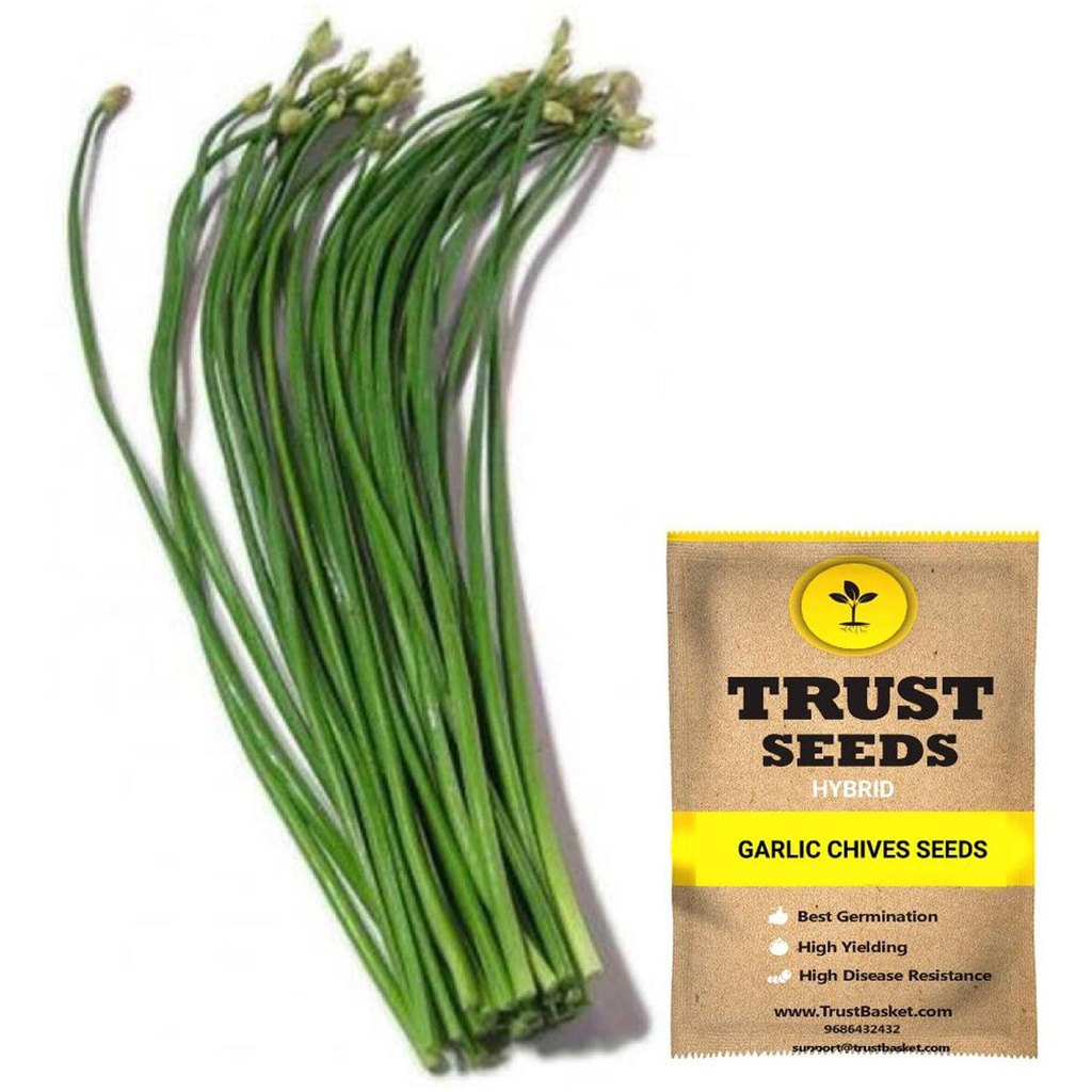 [SDHYGR5014] Garlic chives Seeds (Hybrid)