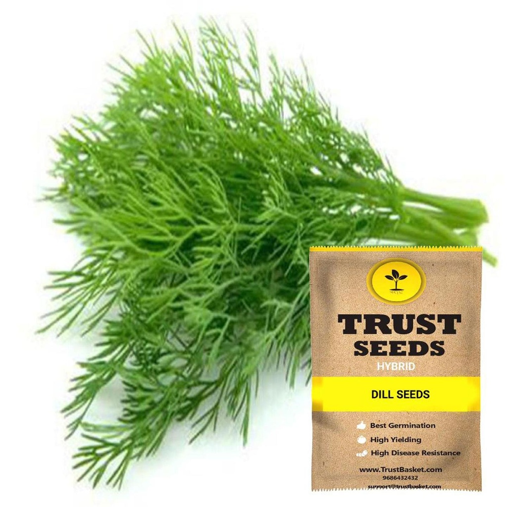 [SDHYGR5013] Dill Seeds (Hybrid)
