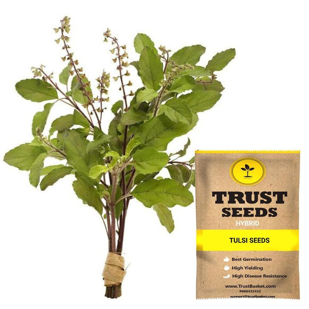 [SDHYVG4048] Tulsi Seeds (Hybrid)
