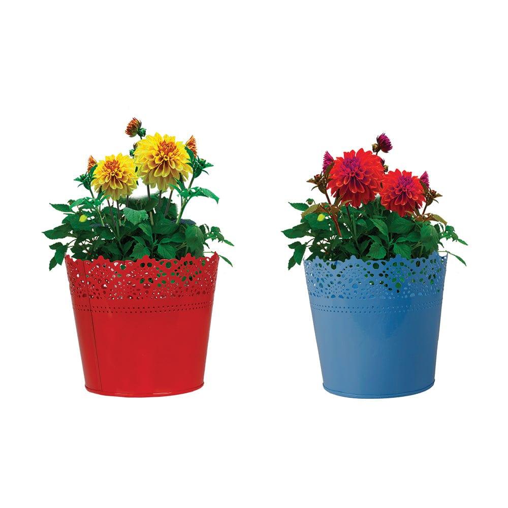Set Of 2 - Half Lace finish Red and Teal