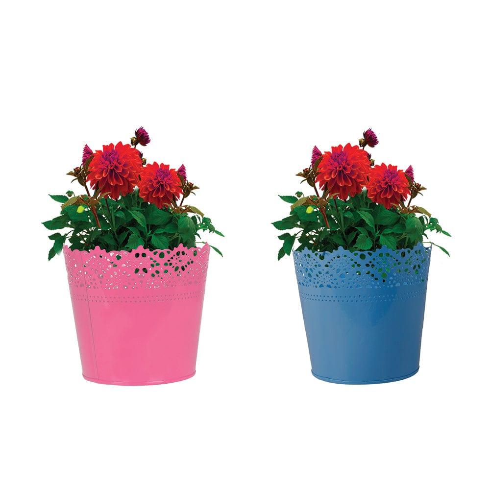 Set Of 2 - Half Lace finish Pink and Teal