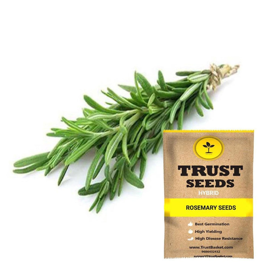 [SDHYGR5010] Rosemary seeds (Hybrid)