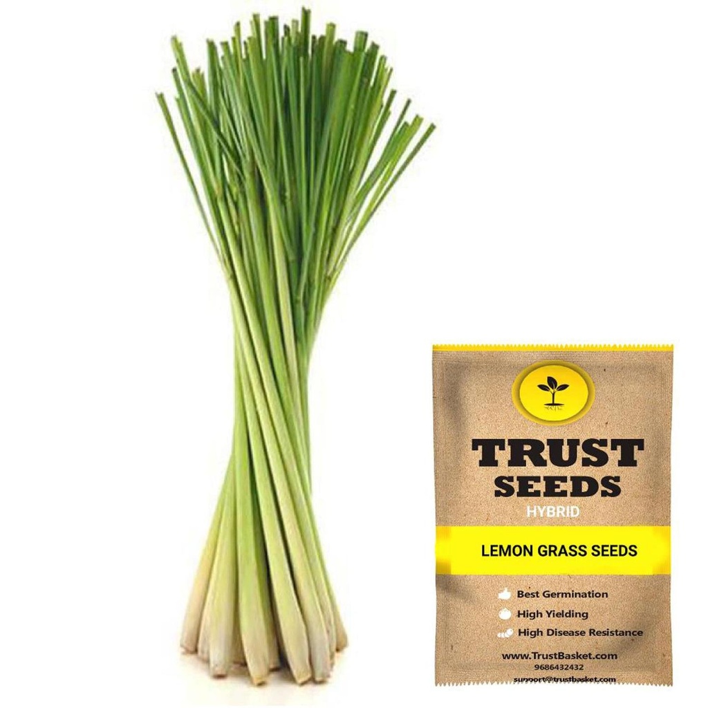 [SDHYGR5004] Lemon Grass seeds (Hybrid)