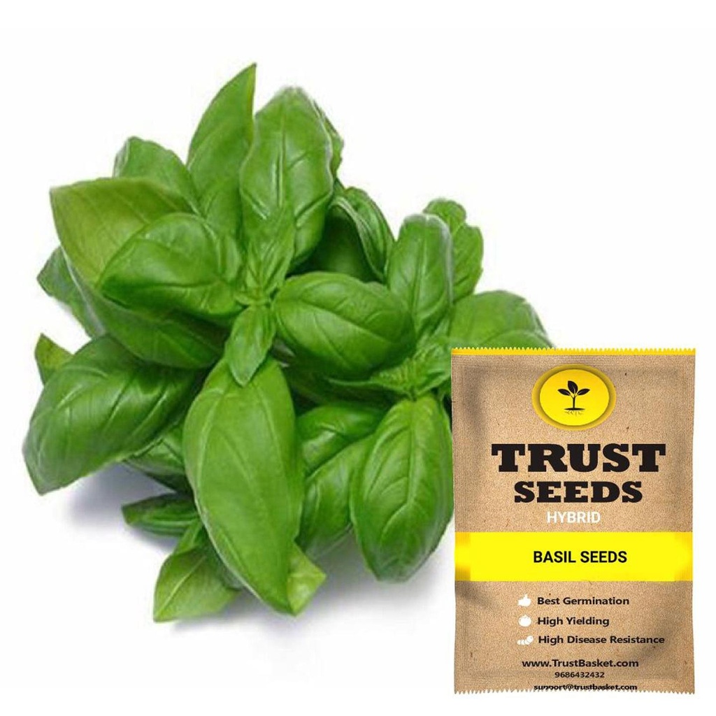 [SDHYGR5001] Basil Seeds (Hybrid)