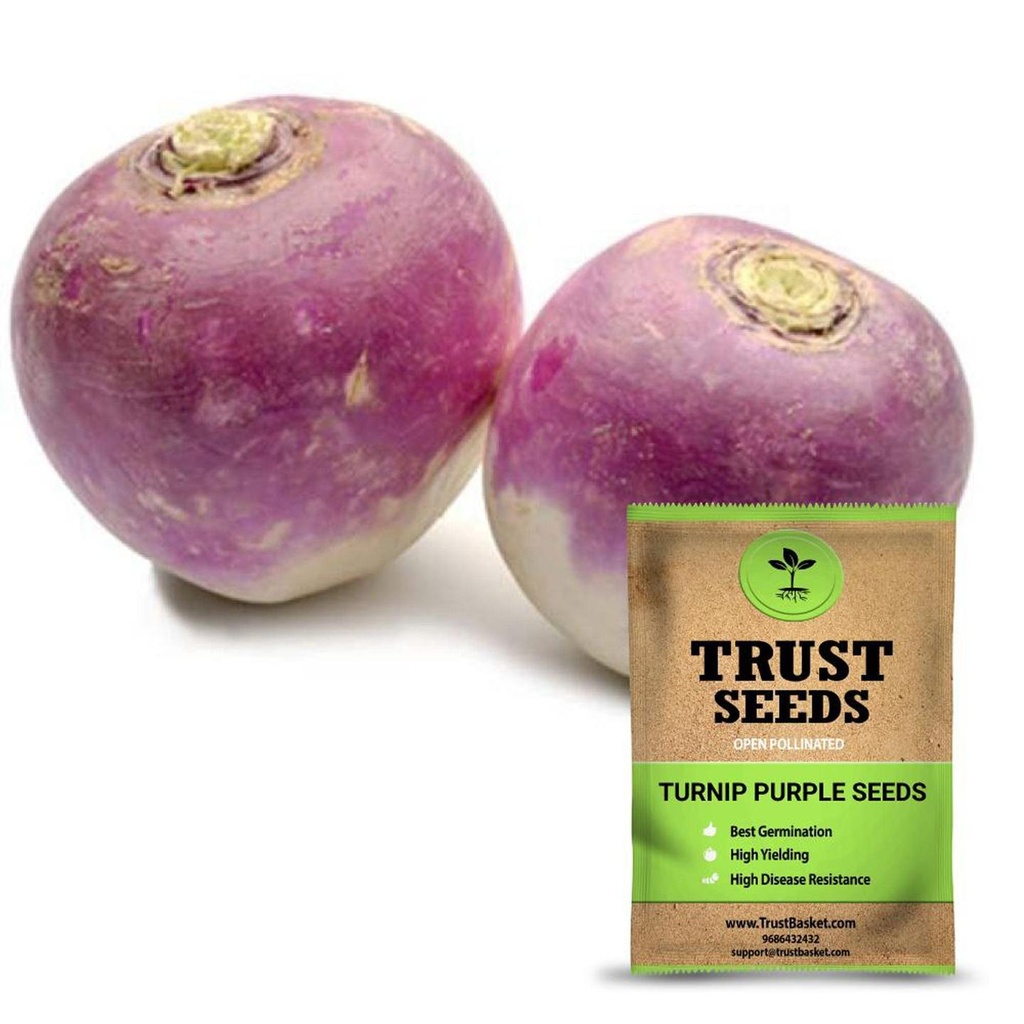[SDOPVG1045] Turnip Purple Seeds (OP)