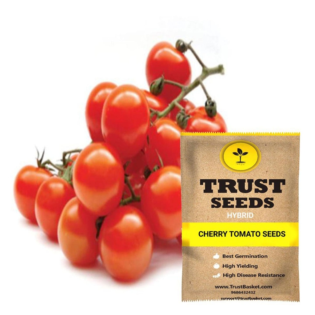 [SDHYVG4023] Cherry tomato Seeds ( Hybrid)