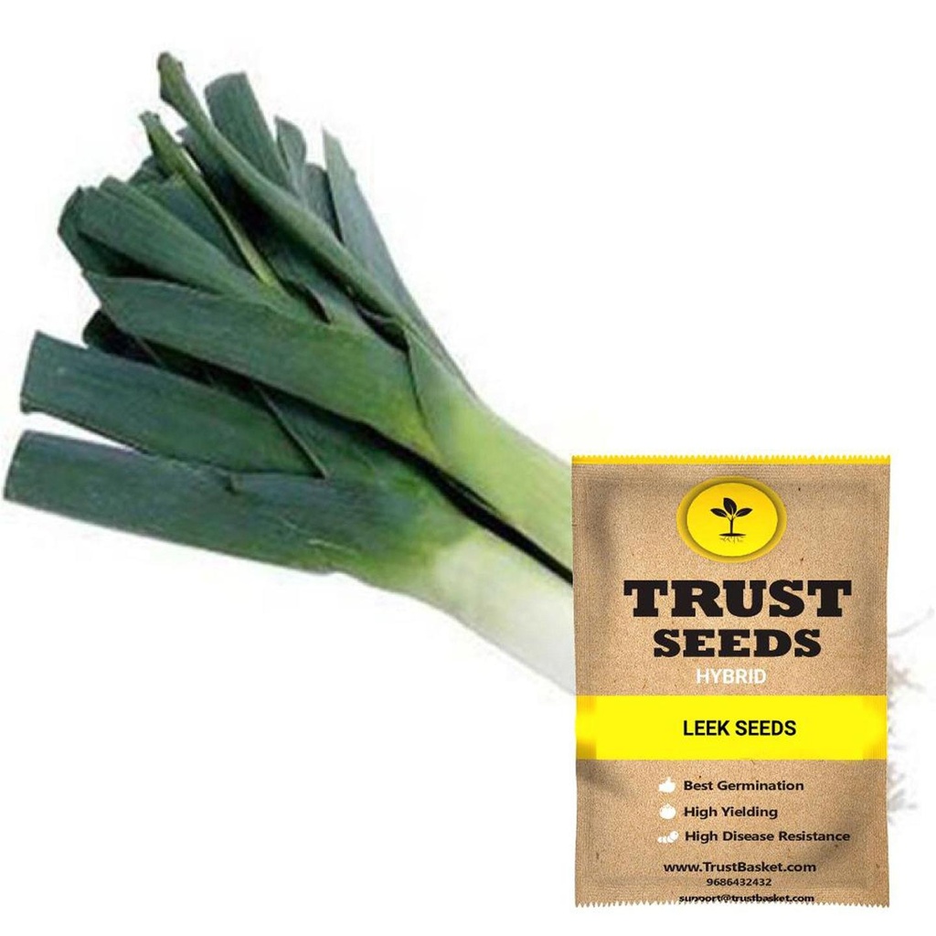 [SDHYGR5003] Leek Seeds( Hybrid)