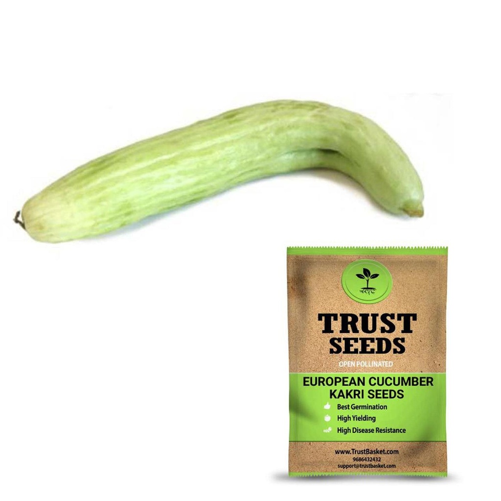 [SDOPVG1027] European cucumber- Kakri Seeds (Open Pollinated)