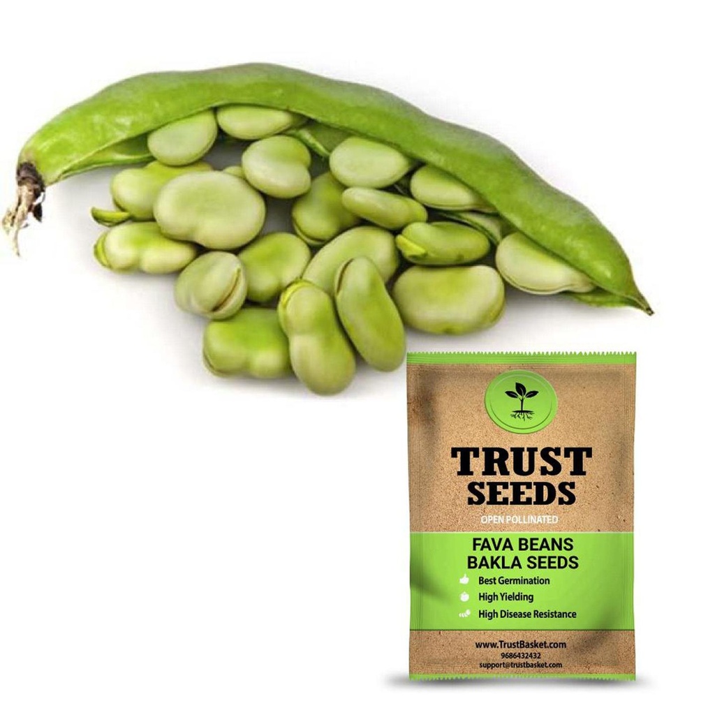 [SDOPVG1028] Fava Beans - Bakla Seeds (Open Pollinated)
