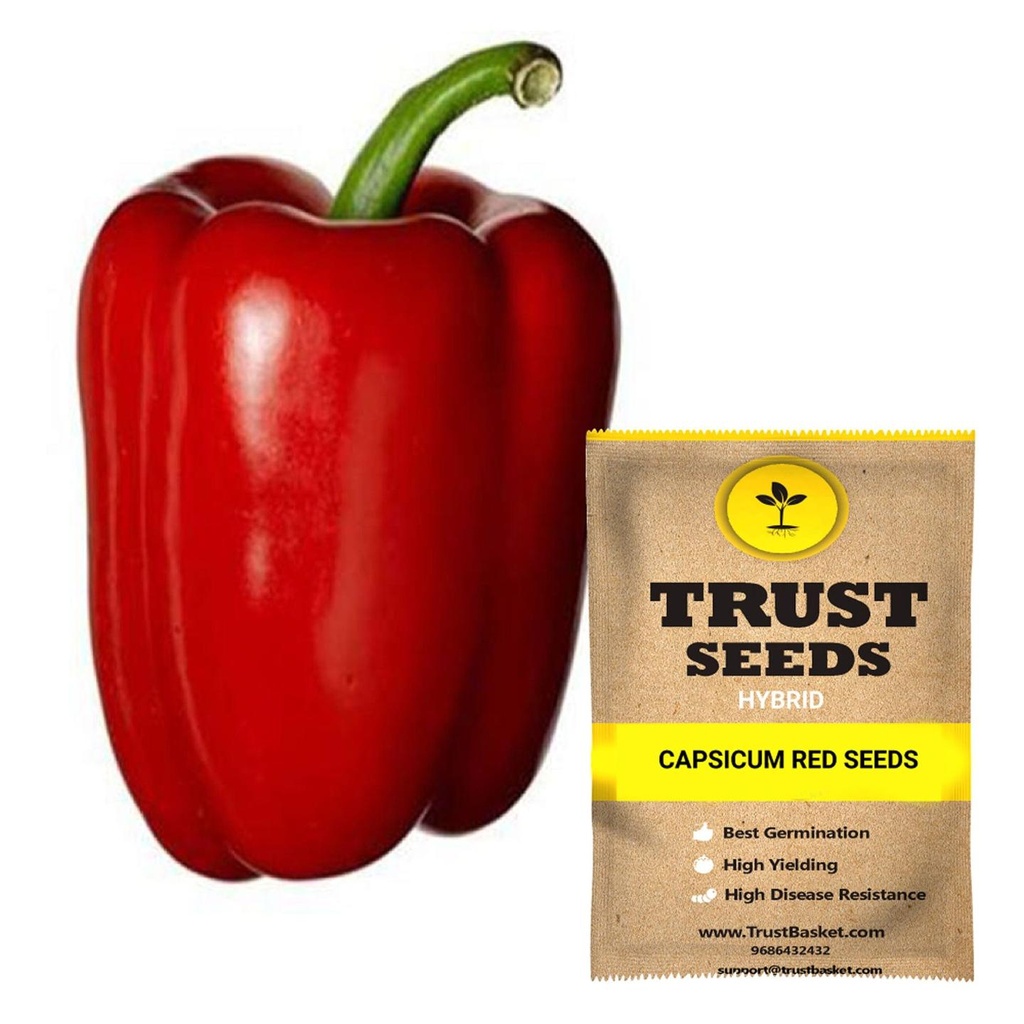 [SDHYVG4017] Capsicum red Seeds (Hybrid)