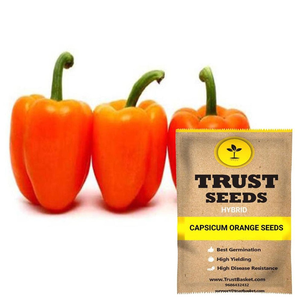 [SDHYVG4016] Capsicum orange Seeds(Hybrid)