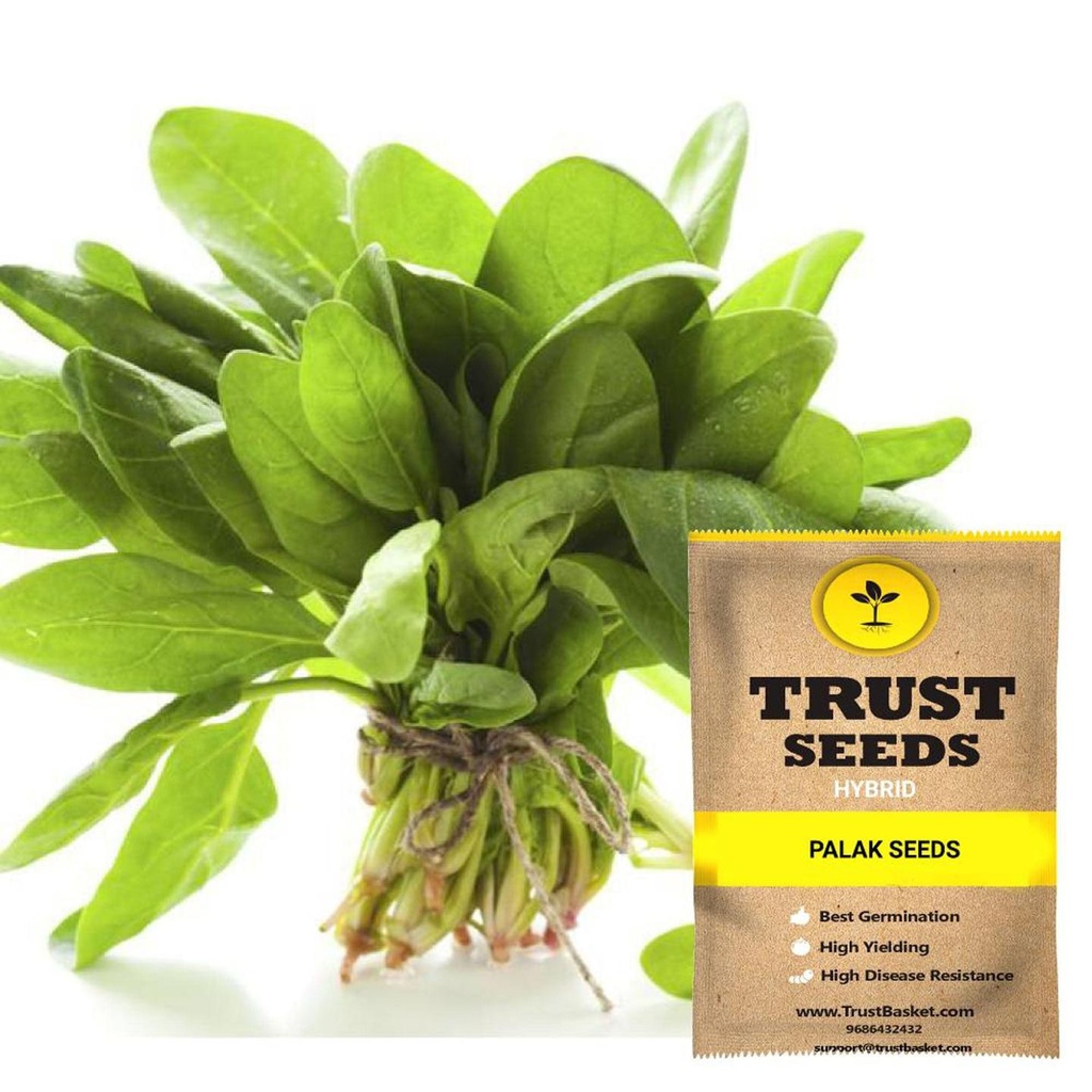 [SDHYGR5008] Palak seeds (Spinach) (Hybrid)