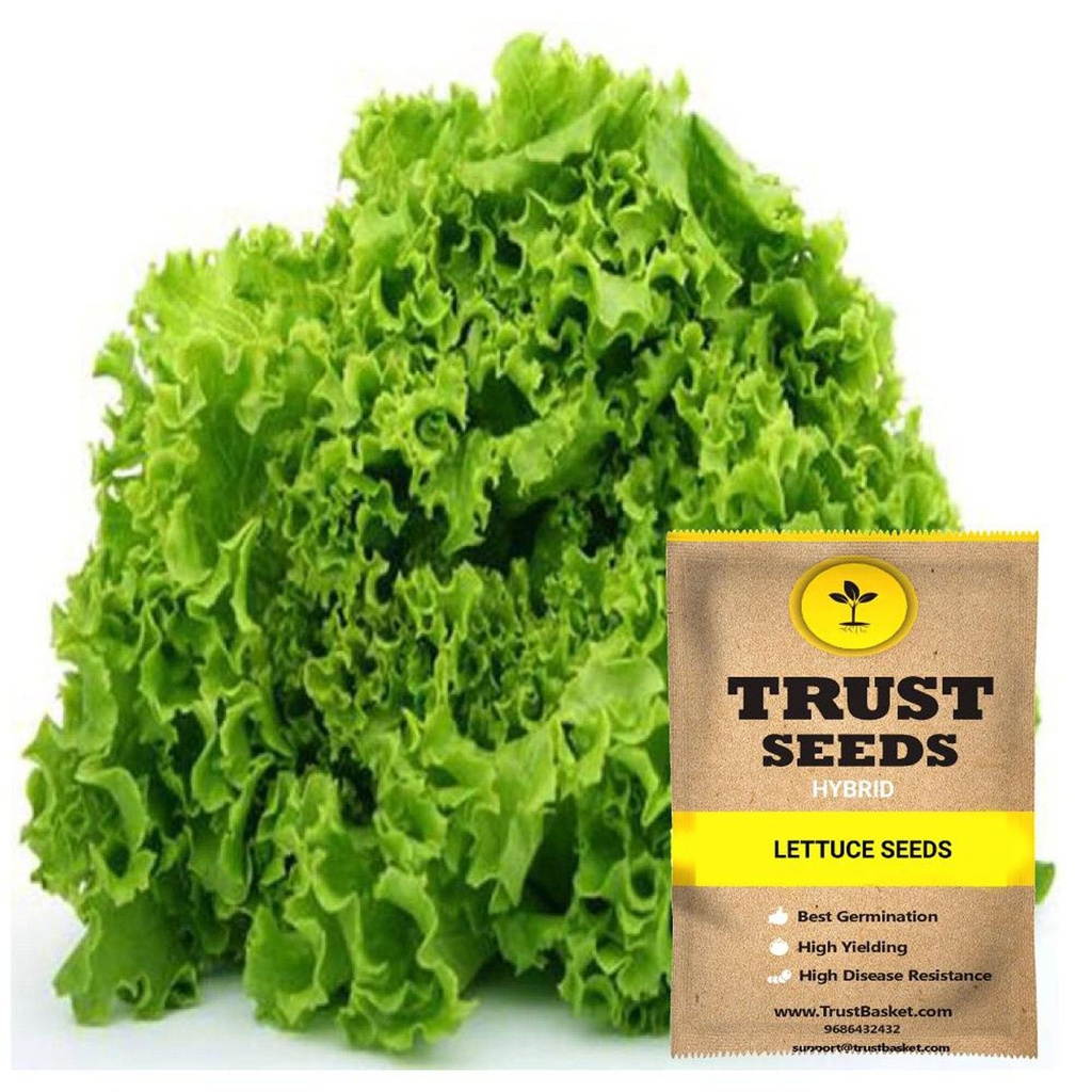 [SDHYGR5005] Lettuce seeds (Hybrid)