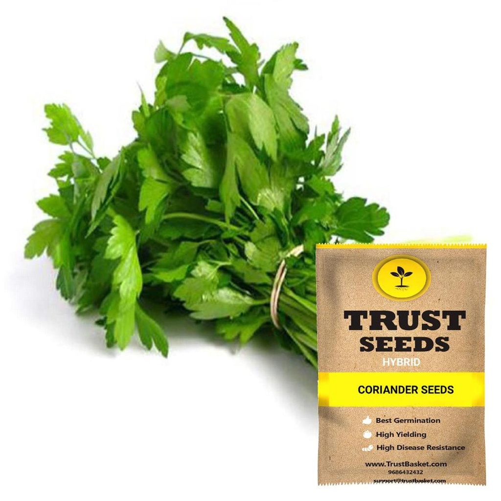 [SDHYGR5002] Coriander Seeds (Hybrid)