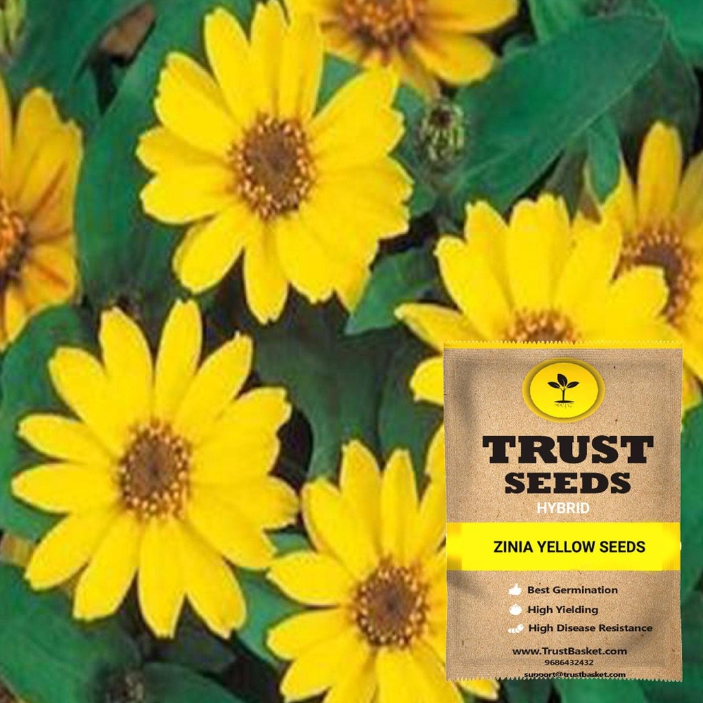 [SDHYFL4547] Zinia yellow seeds (Hybrid)