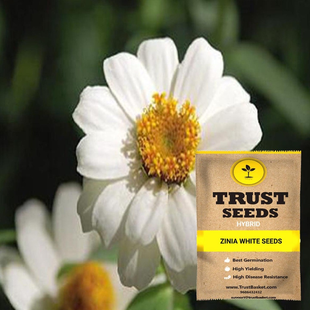 [SDHYFL4546] Zinia white seeds (Hybrid)