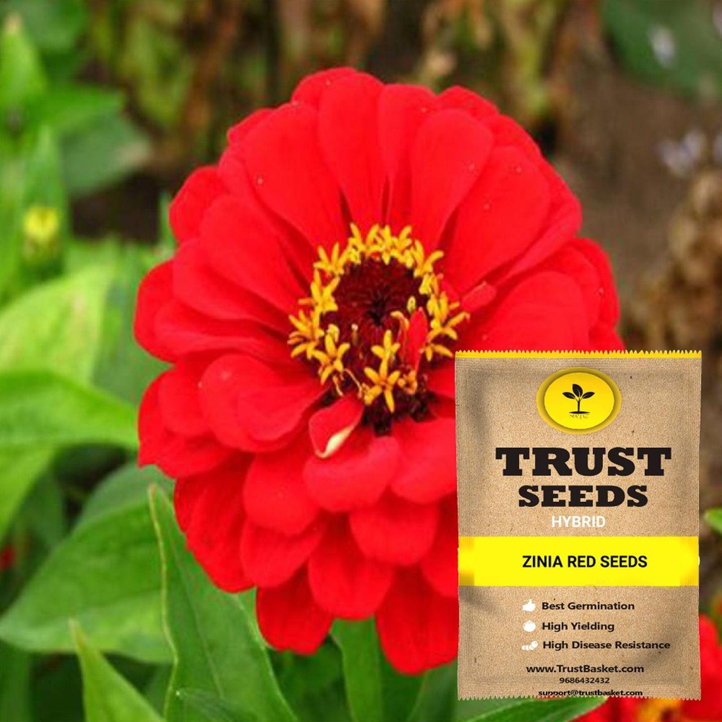 [SDHYFL4545] Zinia red seeds (Hybrid)