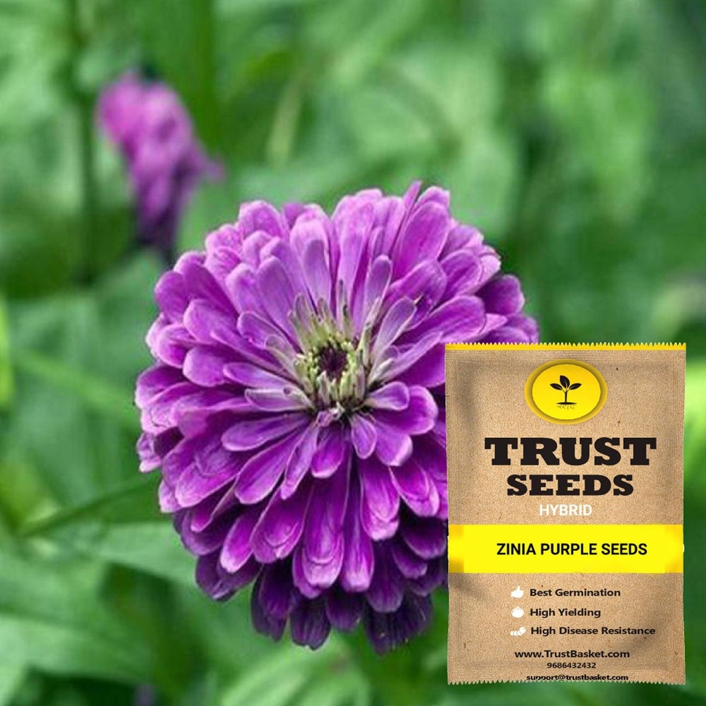 [SDHYFL4544] Zinia purple seeds (Hybrid)