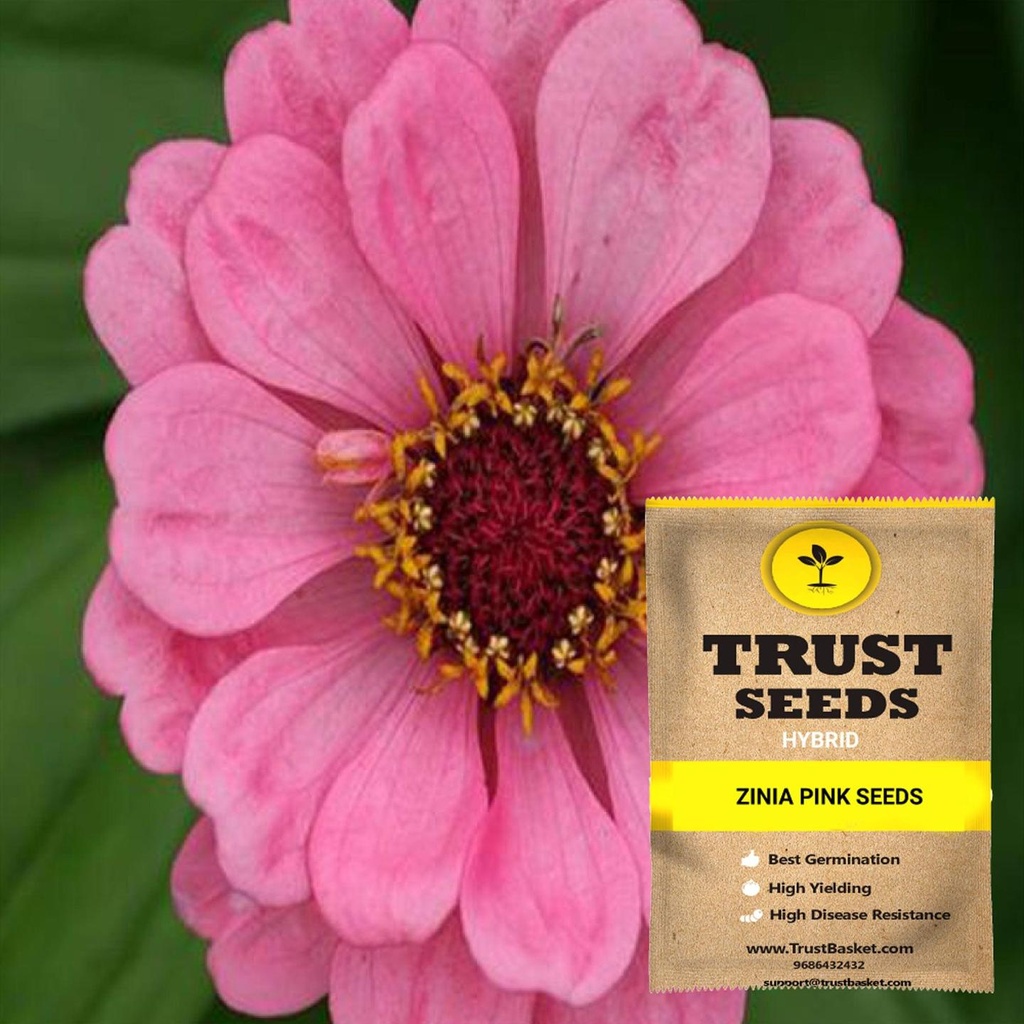[SDHYFL4543] Zinia pink seeds (Hybrid)