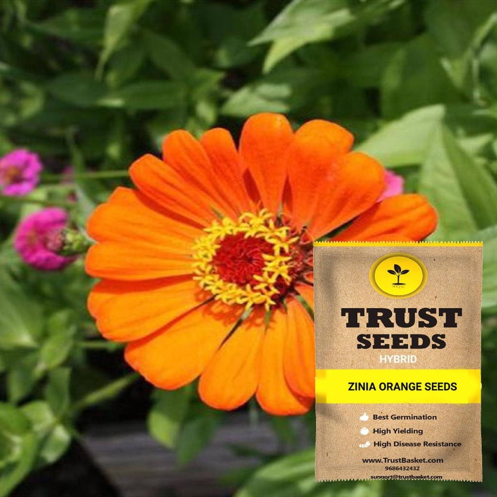 [SDHYFL4542] Zinia orange seeds (Hybrid)