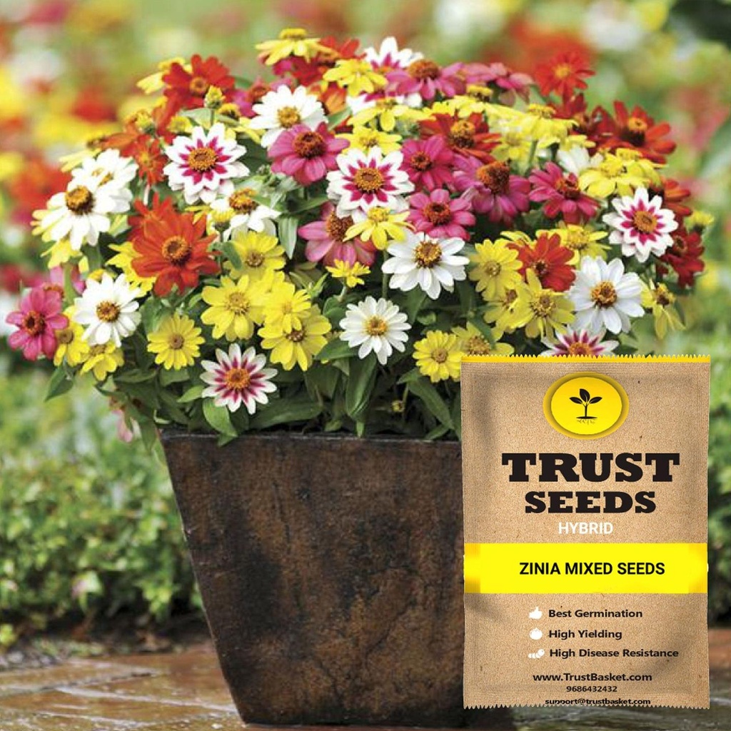 [SDHYFL4541] Zinia mixed seeds (Hybrid)