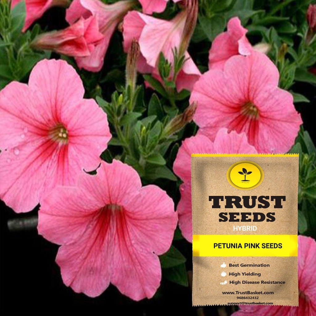 [SDHYFL4532] Petunia pink seeds (Hybrid)