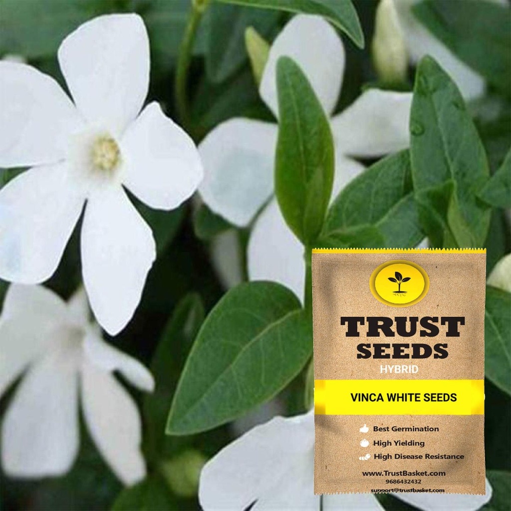 [SDHYFL4540] Vinca white seeds (Hybrid)