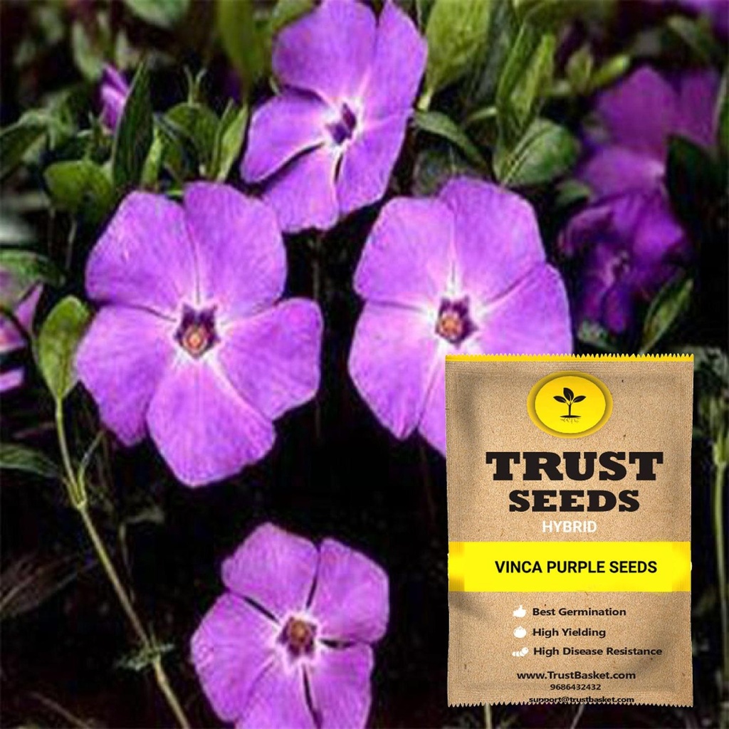 [SDHYFL4539] Vinca purple seeds (Hybrid)