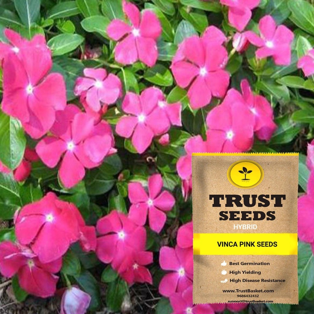 [SDHYFL4538] Vinca pink seeds (Hybrid)