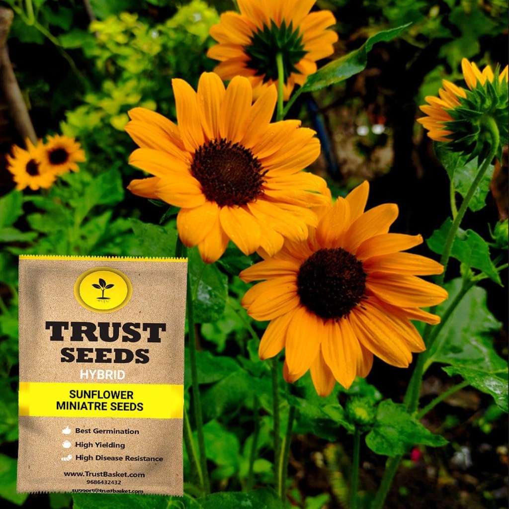 [SDHYFL4537] Sun flower miniatre seeds (Hybrid)