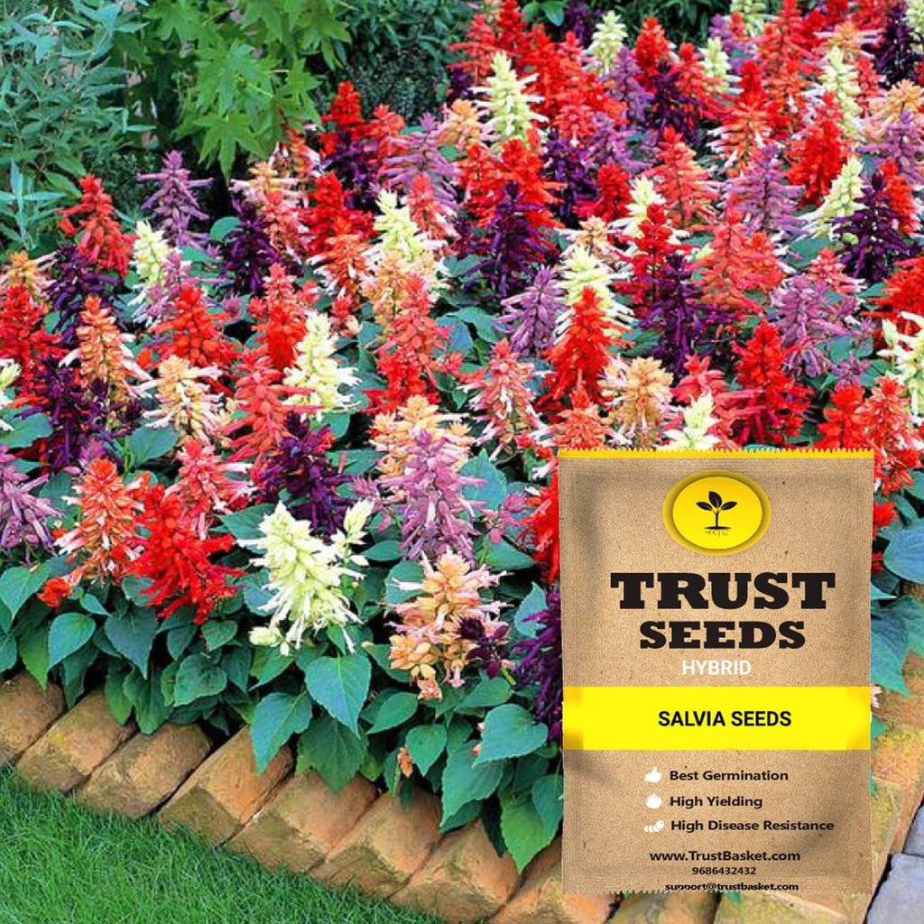 [SDHYFL4536] Salvia mixed seeds (Hybrid)