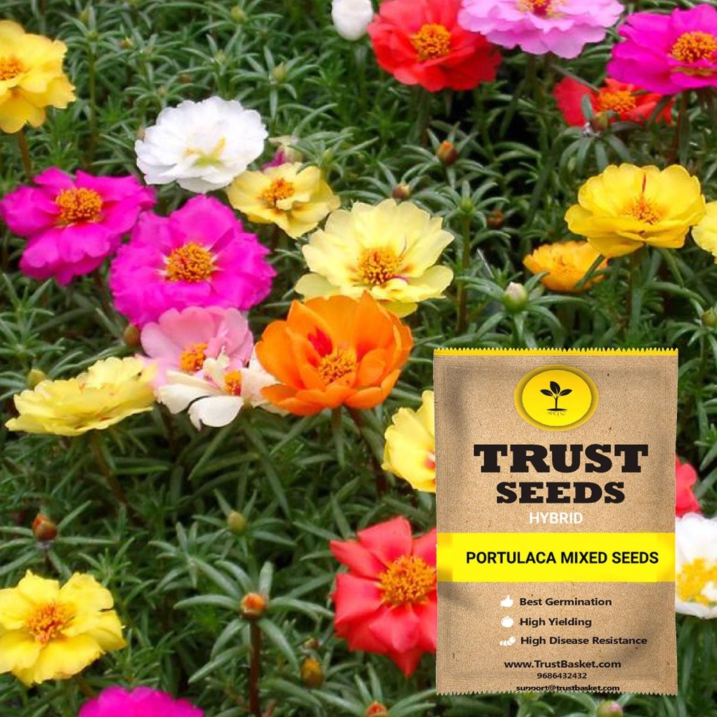 [SDHYFL4535] Portulaca mixed seeds (Hybrid)