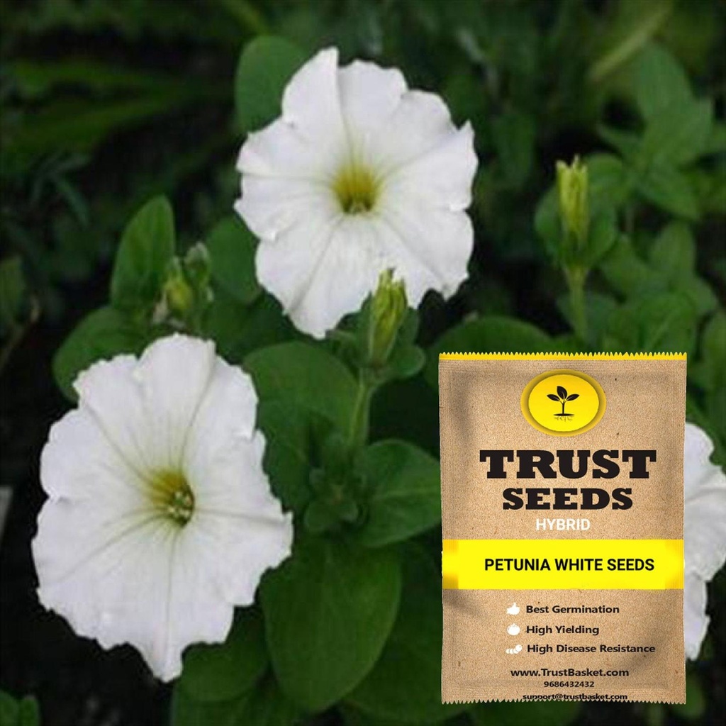 [SDHYFL4534] Petunia white seeds (Hybrid)
