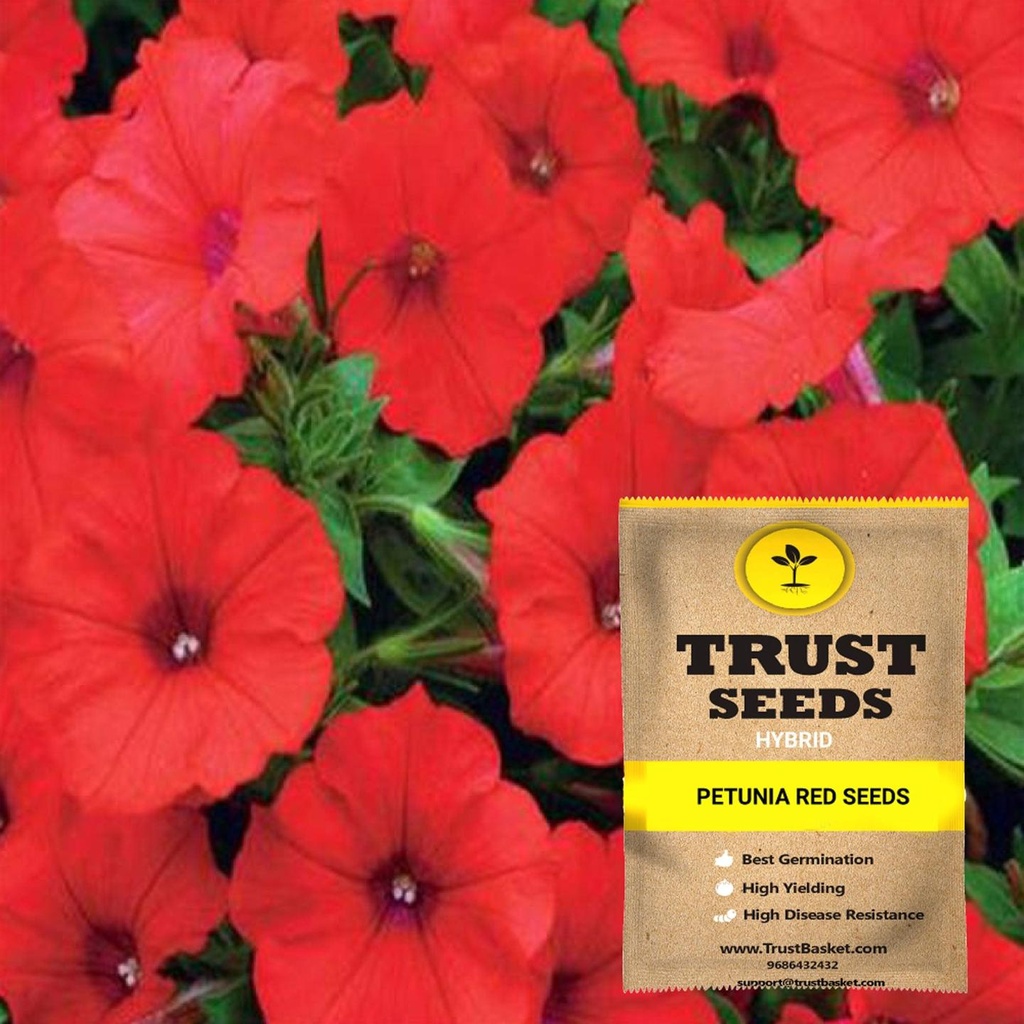 [SDHYFL4533] Petunia red seeds (Hybrid)