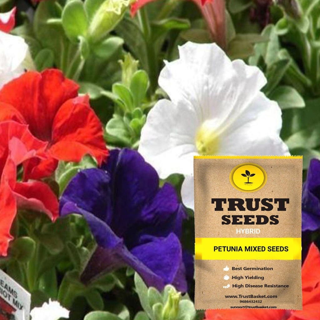 [SDHYFL4531] Petunia mixed seeds (Hybrid)