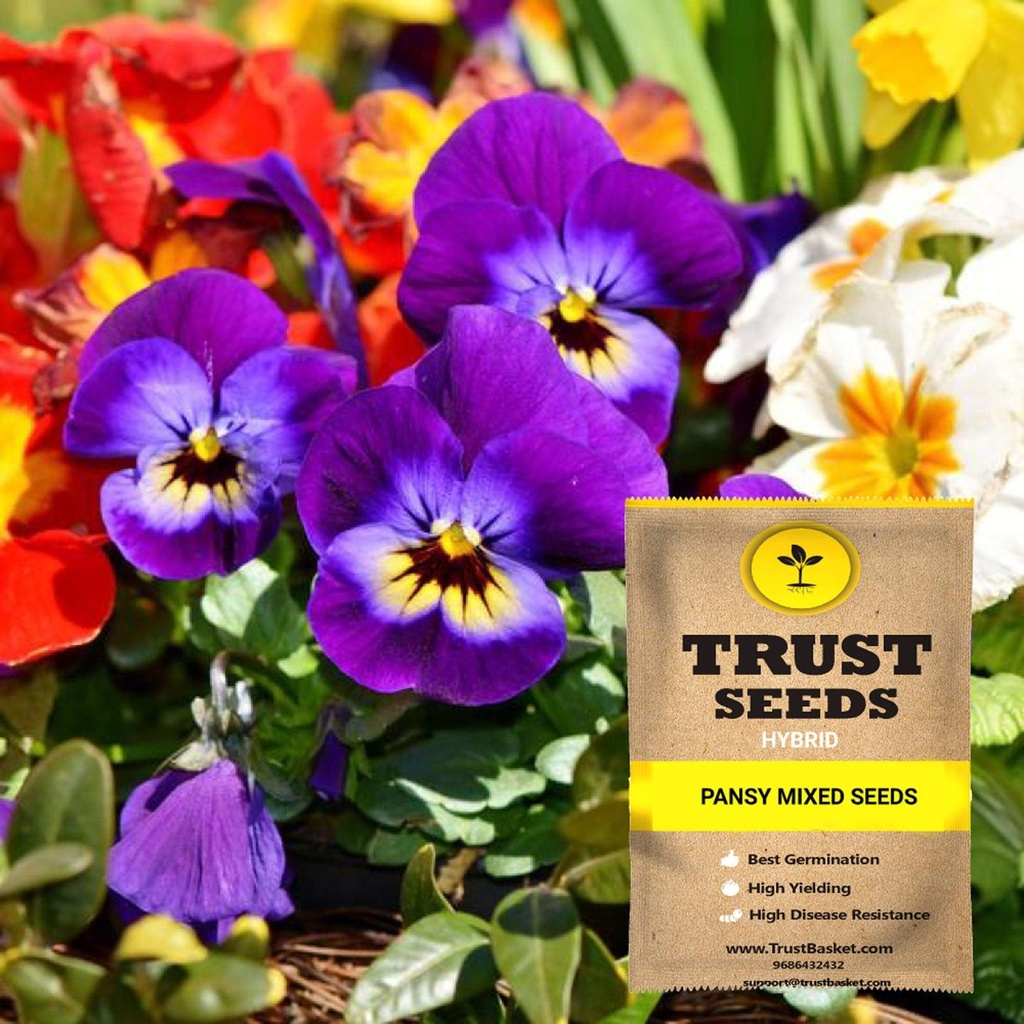 [SDHYFL4529] Pansy mixed seeds (Hybrid)