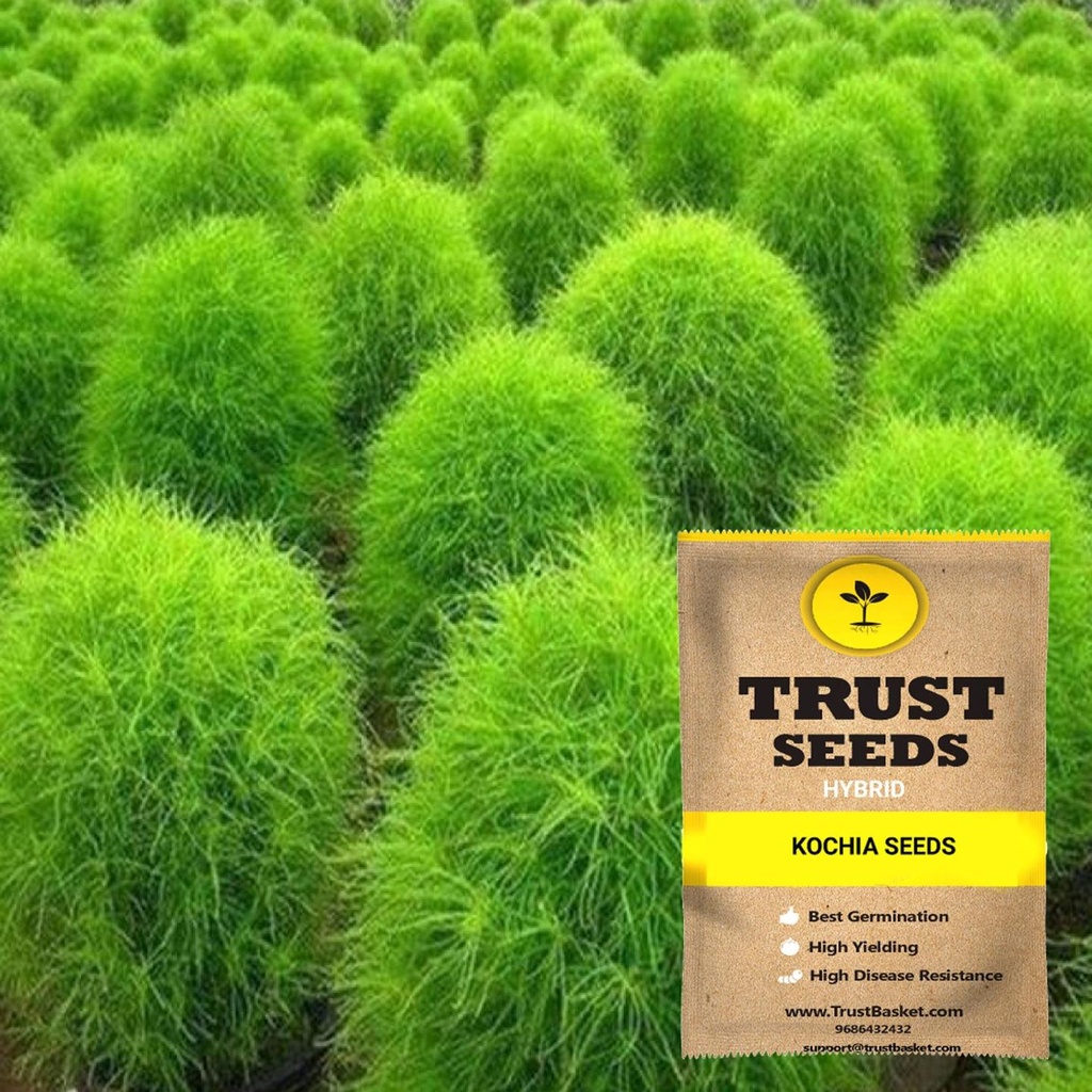 [SDHYFL4524] Kochia seeds (Hybrid)