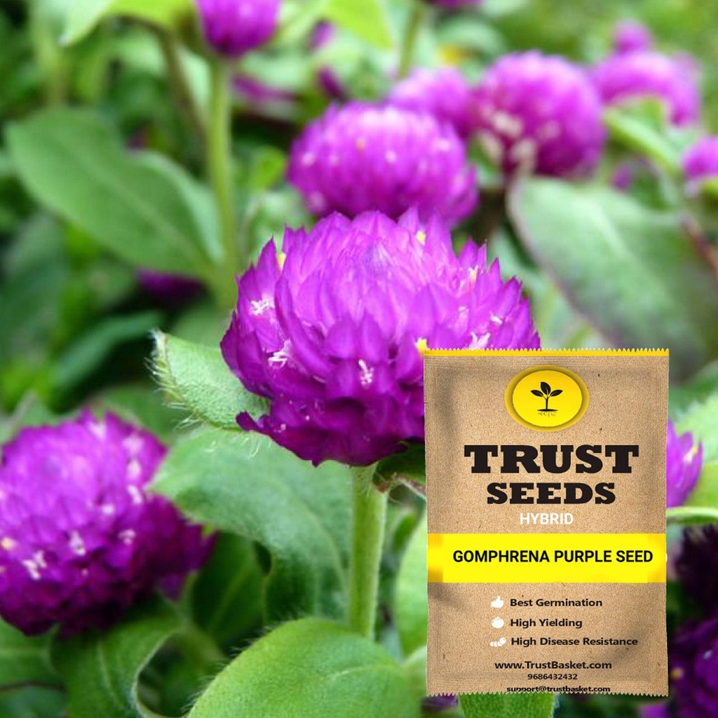 [SDHYFL4523] Gomphrena purple seeds (Hybrid)