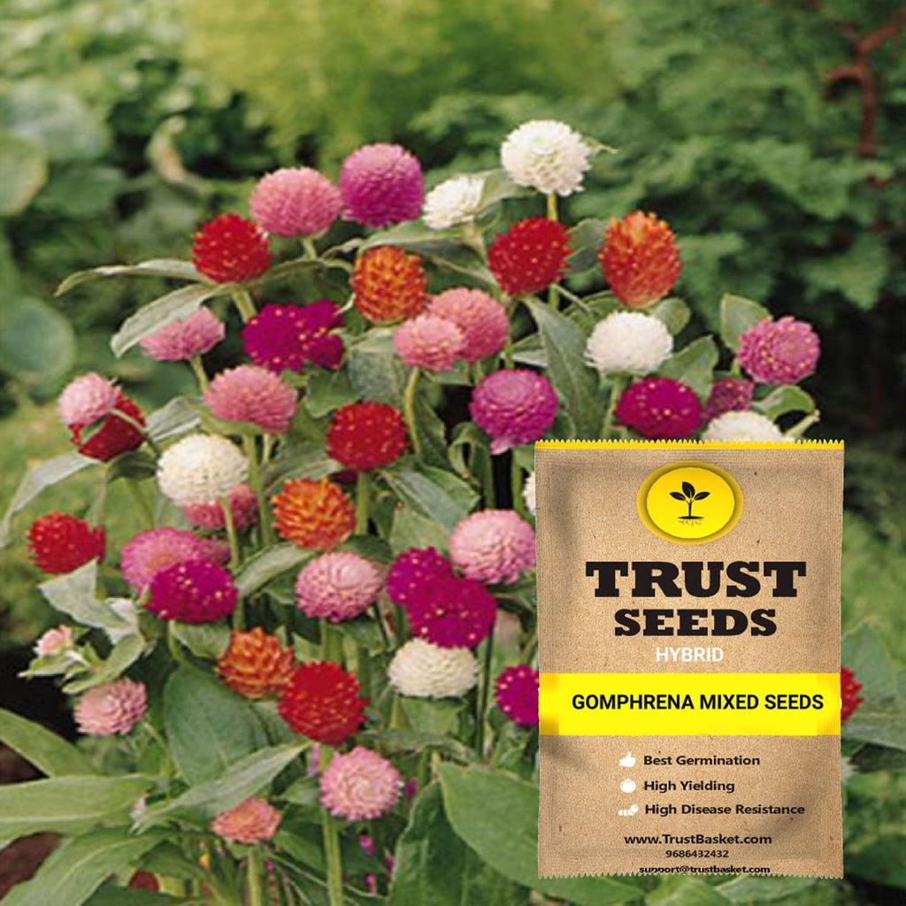 [SDHYFL4522] Gomphrena mixed seeds (Hybrid)