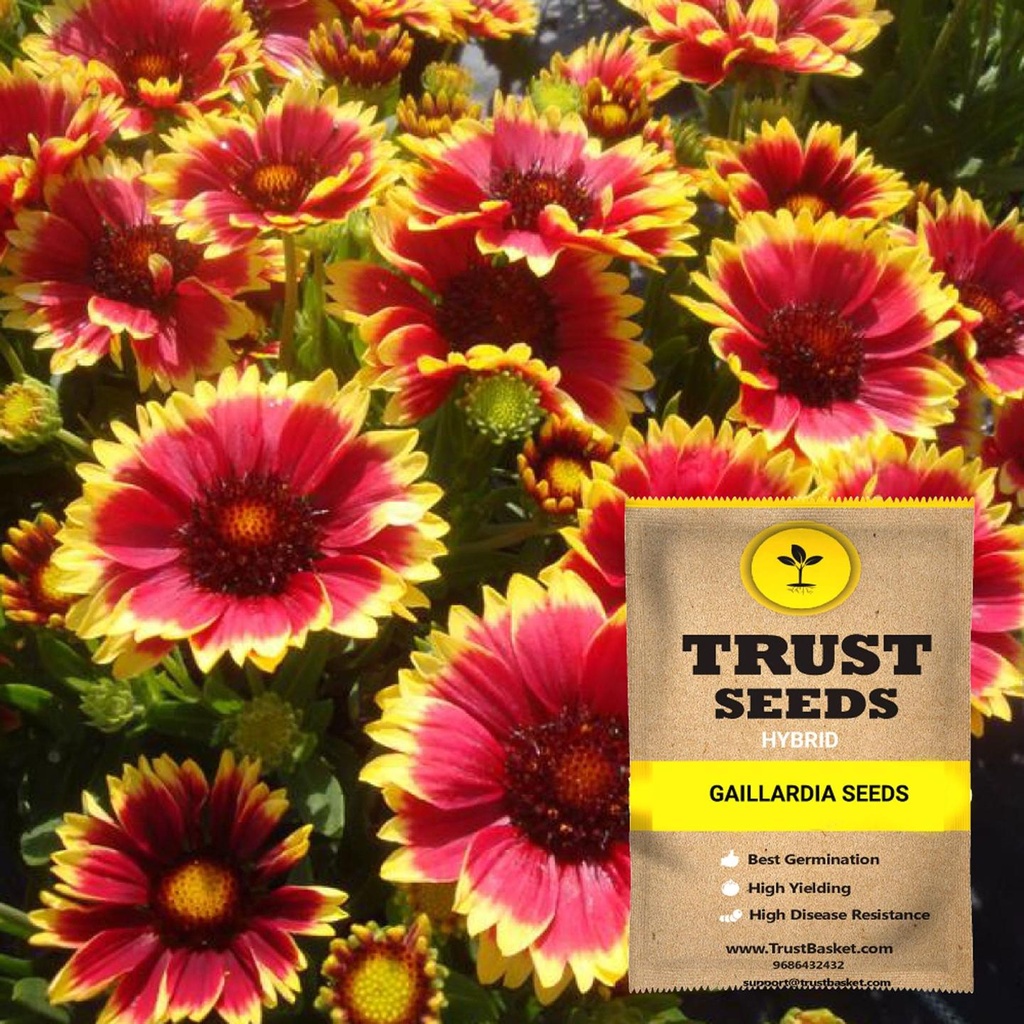 [SDHYFL4520] Gaillardia seeds (Hybrid)
