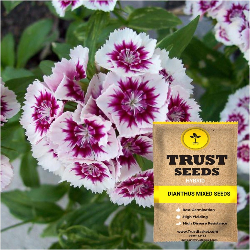[SDHYFL4519] Dianthus mixed seeds (Hybrid)