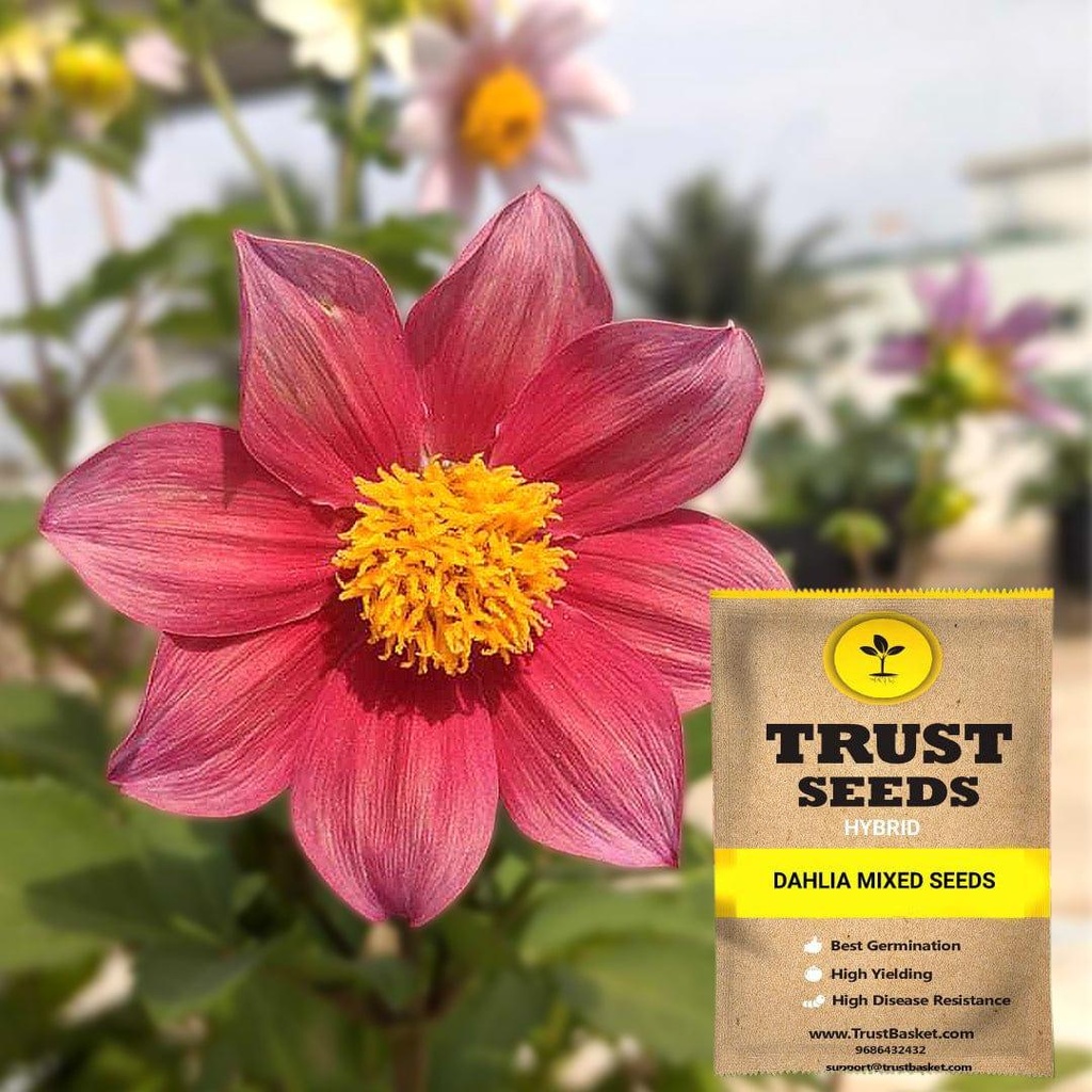 [SDHYFL4518] Dahlia mixed seeds (Hybrid)