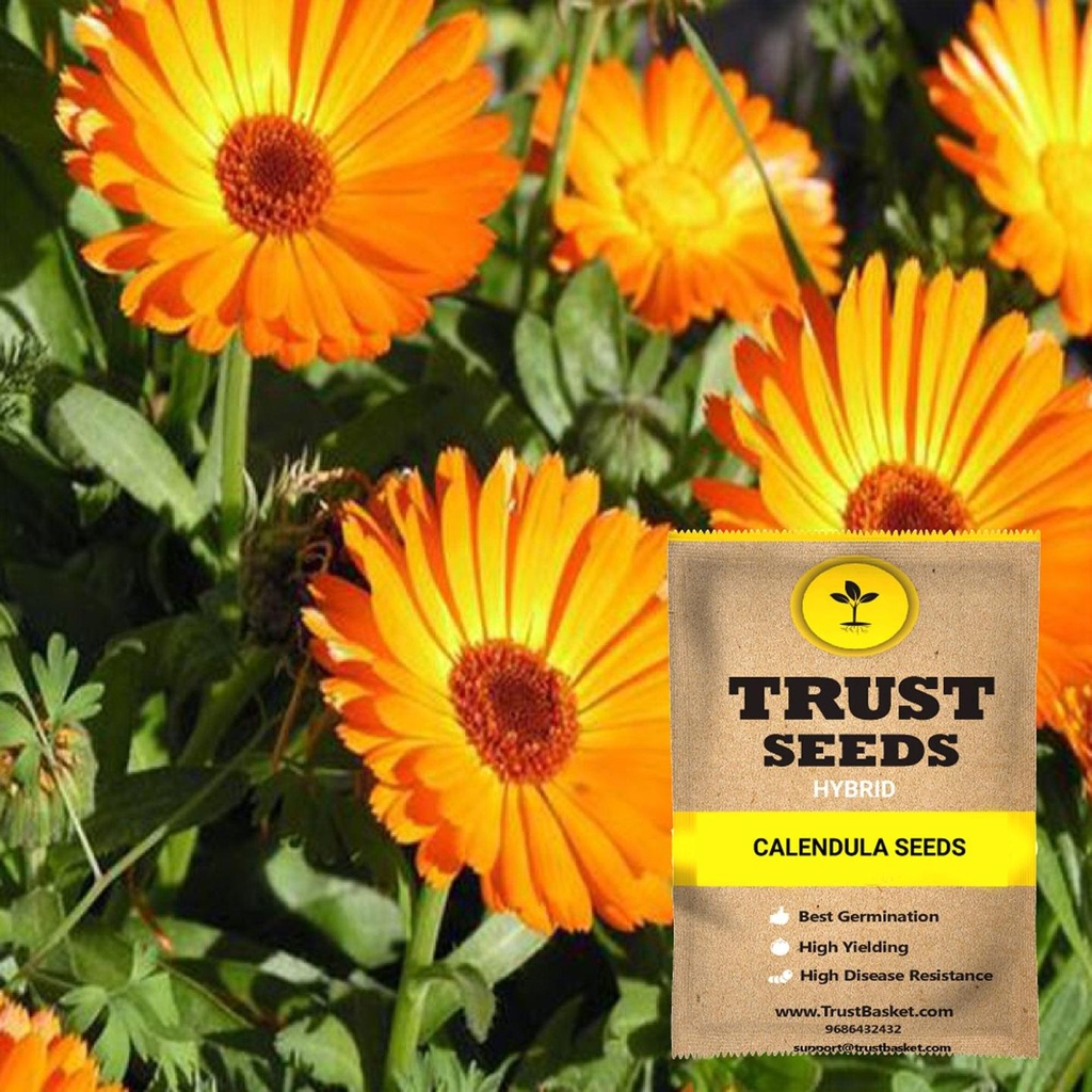 [SDHYFL4506] Calendula seeds (Hybrid)