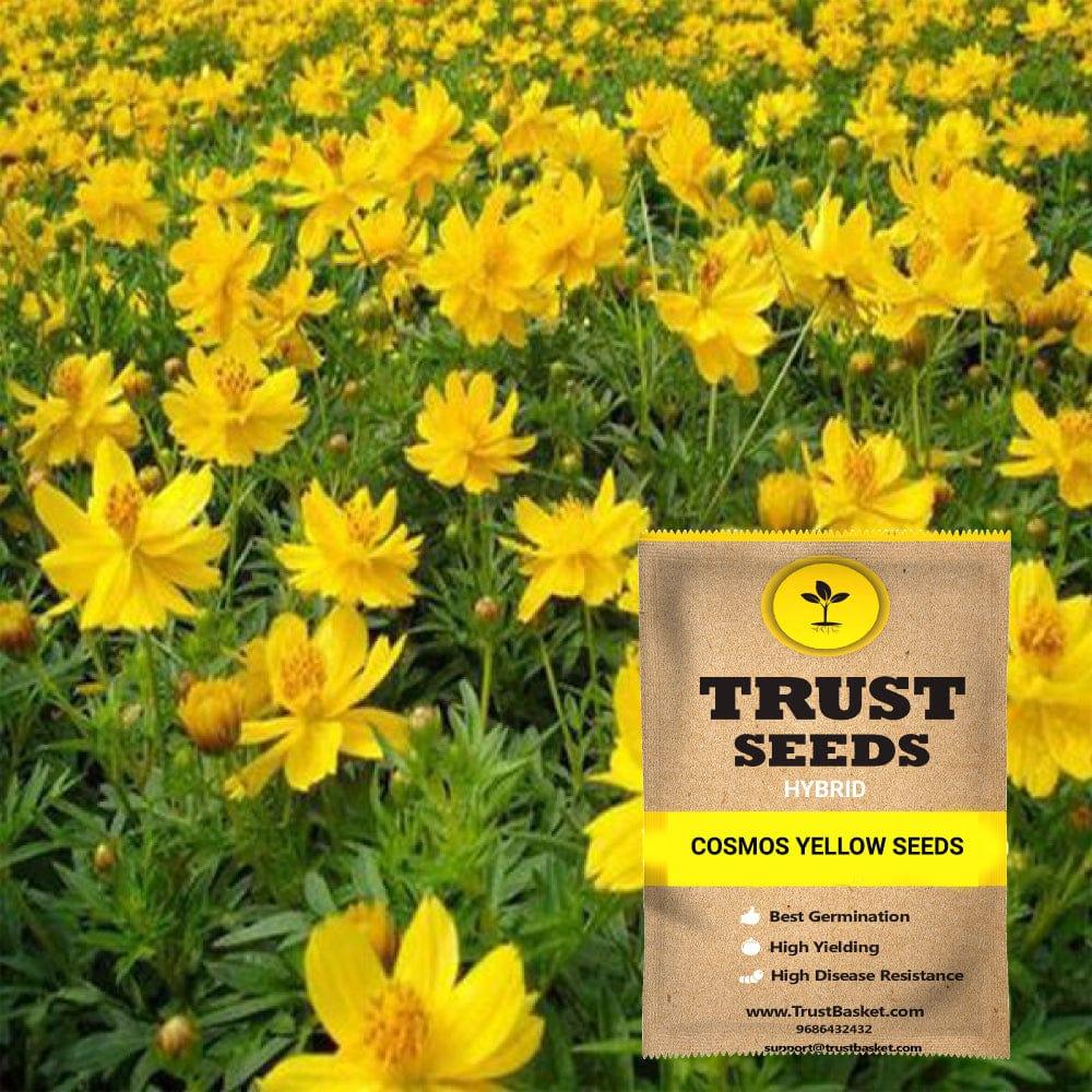[SDHYFL4517] Cosmos yellow seeds (Hybrid)