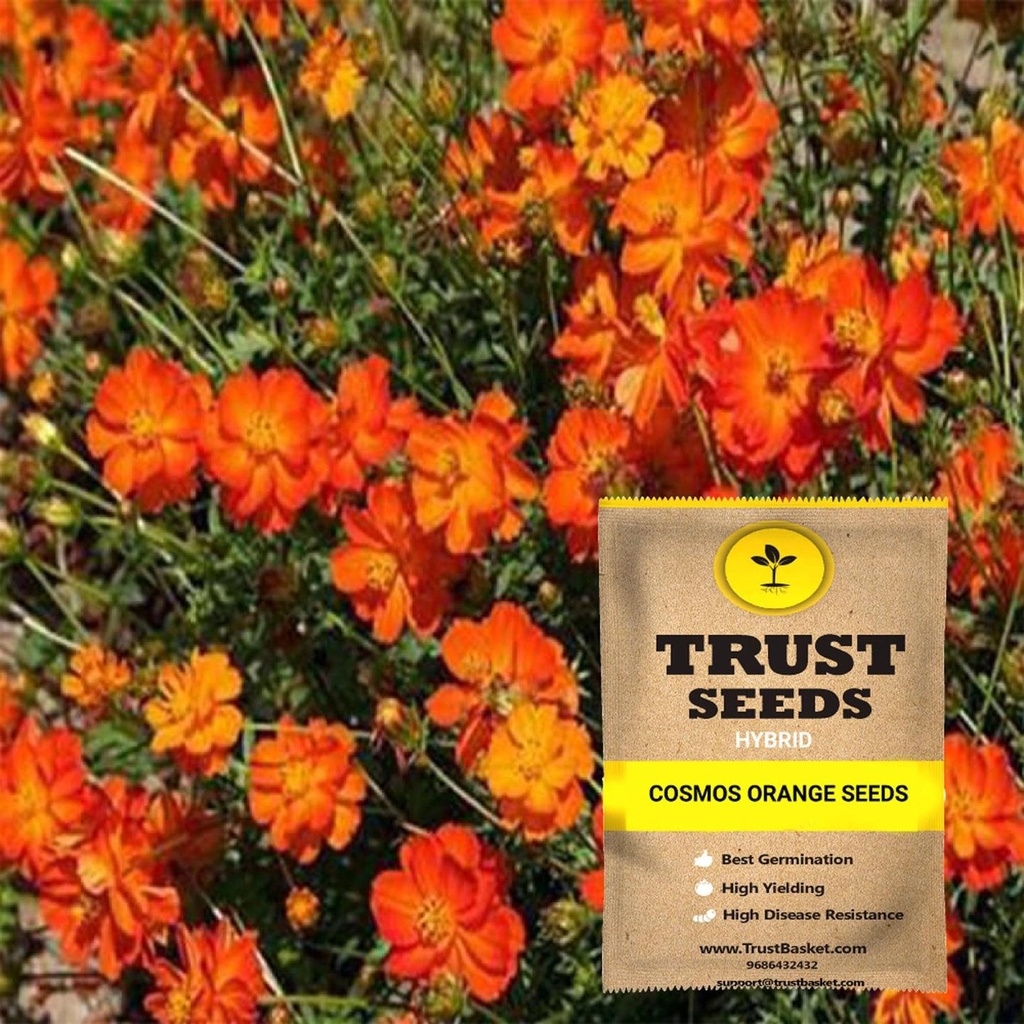 [SDHYFL4516] Cosmos orange seeds (Hybrid)