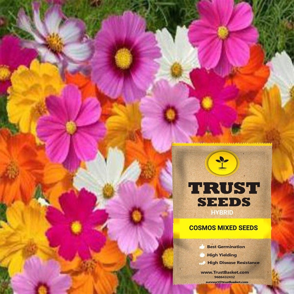 [SDHYFL4515] Cosmos mixed seeds (Hybrid)
