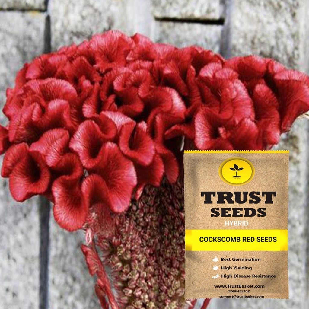 [SDHYFL4514] Cockscomb red seeds (Hybrid)
